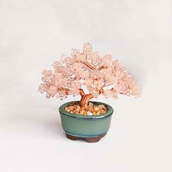 ミニチュア盆栽セット(紅葉、松、桜) ミニチュア盆栽セット(紅葉、松、桜) Amazon | MIYUKI ネジッテ